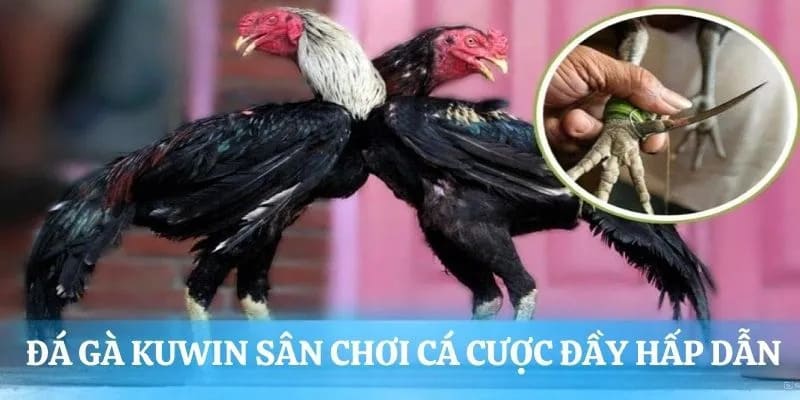 Số lượng trận chiến gà lớn